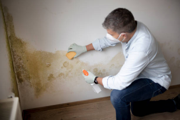 Best Emergency Mold Remediation  in Boulder Creek, CA
