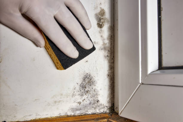 Best Commercial Mold Inspection  in Boulder Creek, CA