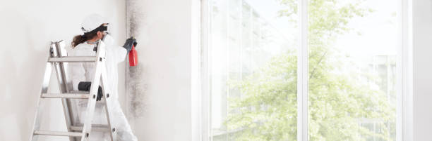 Best Post-Construction Mold Inspection  in Boulder Creek, CA